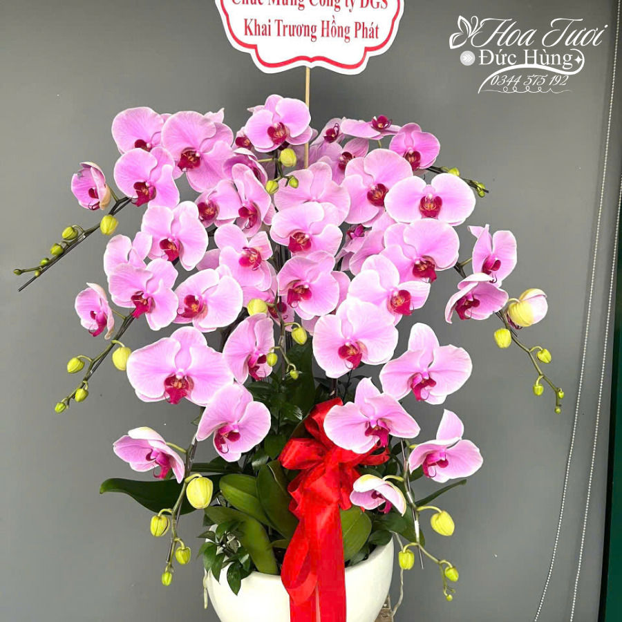 Chậu Lan Hồ Điệp Chúc Mừng